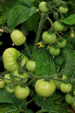 Tomate_grün_Sorte Miniboy_700.webp