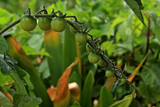 Tomaten_grün_Sorte Harzfeuer3_700.webp