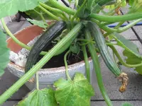 609 Früchte 09.06.2015.webp