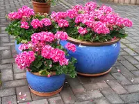 20150613_141518.webp