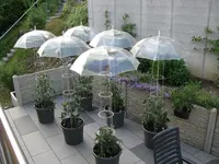 Tomatenschirme.jpg