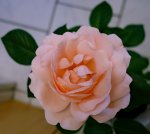 für_Mama_5Rose_Clair_Renaissance.jpg für_Mama_5Rose_Clair_Renaissance.jpg