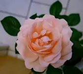 für_Mama_5Rose_Clair_Renaissance.webp
