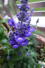 unbekannte_Staude_blau_blühend.webp