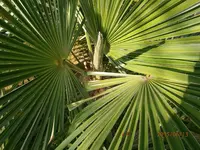 P6130320.webp