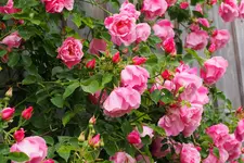 P1010026.webp