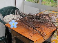 IMG_0418v.webp