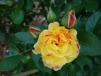 rsn2015 (1).webp