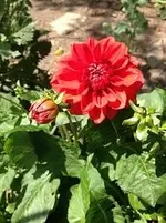 Dahlie.webp