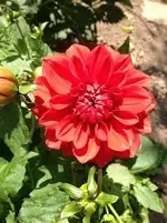 Dahlie1.webp