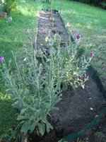 Dahlienbeet.webp