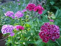 Bartnelke.webp