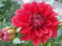Erste Dahlie.webp