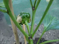 Erste Paprika.jpg