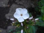Phlox.jpg