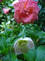 DSC04346.jpg