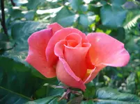 DSC04331.jpg