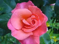 DSC04332.webp