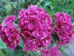 DSC04338.jpg