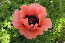 DSCF1440.webp