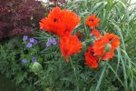 DSCF1445.jpg