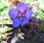 geranium pratense midnight Reiter.jpg