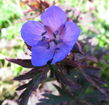 geranium pratense midnight Reiter.webp