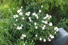 DSCF1451.webp