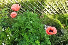 DSCF1446 (2).webp