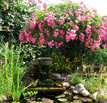schirmrose ___.webp