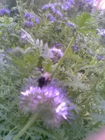 Bild009.webp