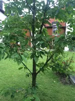 IMG_9243.jpg