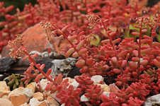 Sedum beginnt zu blühen_lachsfarben_rötlich_makro_800.webp