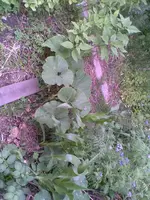 Bild009.webp
