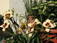 DSC01763.webp