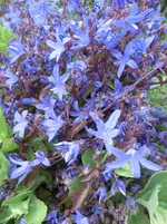 CIMG0635.webp