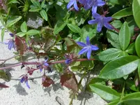 CIMG0637.webp
