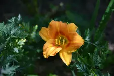 DSC_4686.webp
