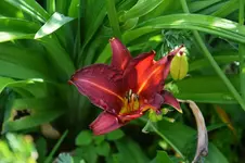 DSC_4699.webp