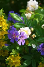 DSC_4681.webp
