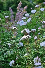 DSC_4693.webp
