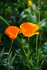 DSC_4708.webp