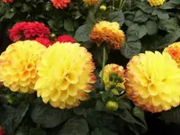 Bilda027.webp