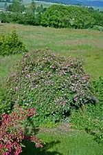 DSC_4663.webp