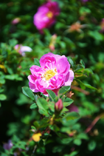 DSC_4670.webp