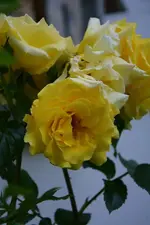 DSC_4674.webp