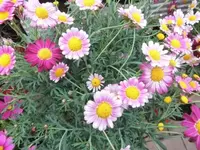 Bilda025.webp