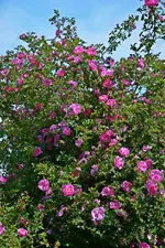 DSC_4679.jpg