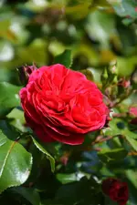 DSC_4684.webp