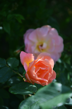 DSC_4687.webp